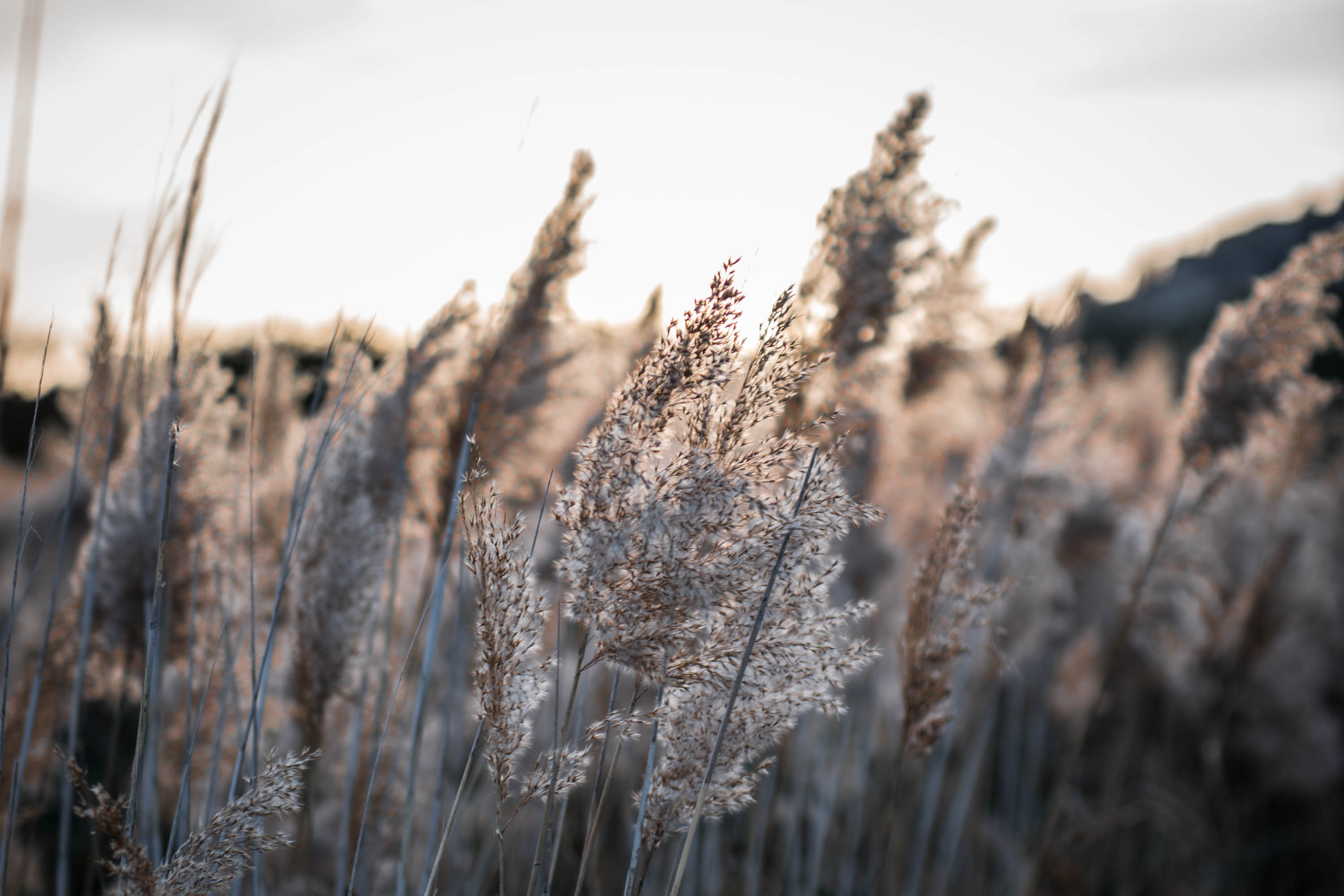 A field of stalks of some type of of tall grass bending gently in the wind at sunset. 